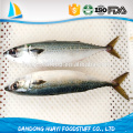 Seafoood pacific mackerel de calidad superior para la venta